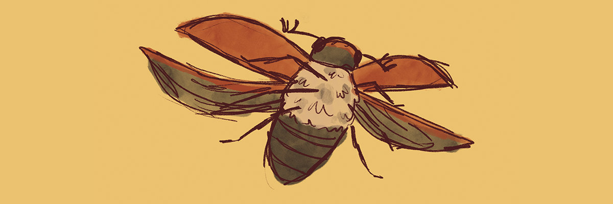 An illustrations of a junebug flying against a yellowish background